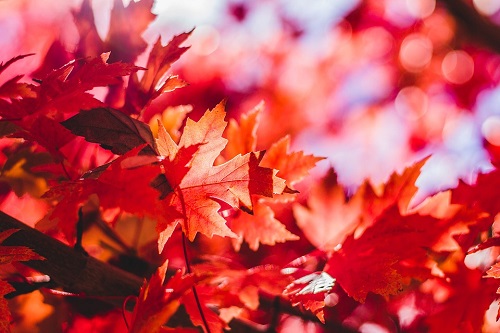 Maple leaf